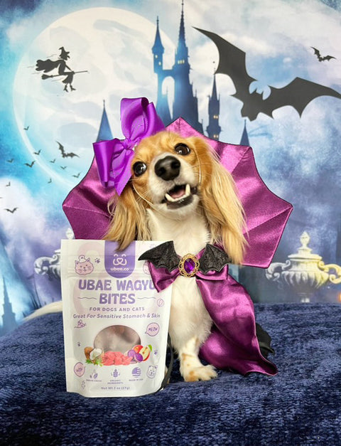 Meet Dracweenie, the Adorable Dachshund Vampire with a Purple Yam Obsession!